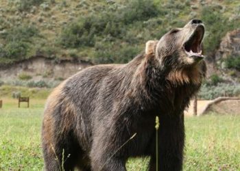 रामारोशन गाउँपालिकामा भालुको आक्रमणबाट तिन घाइते