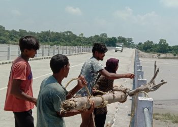 जोखिम मोलेर दाउरा संकलन