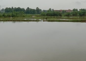 बाढीले लाखौंका माछा बगायो