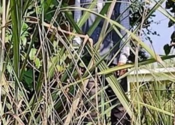 वडा अध्यक्ष झुन्डिएको अबस्थामा मृत फेला