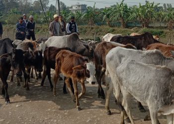 चौपायाले बाली नष्ट गर्न थालेपछि किसान हैरान