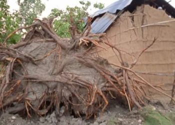 घरमा रुख ढल्दा एक घाइते