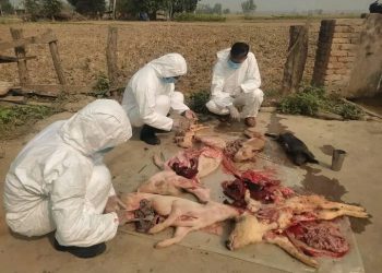 अफ्रिकन स्वाईन फिभरका कारण रित्तो भयो बंगुर फार्म