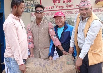 किसानलाई आलुको बिउ