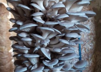 च्याउ खेतीमा जोडिएका दुई युवा