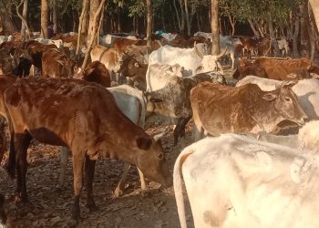 गौशालामा सामुदायिक चौपाया खान नपाएर मर्दै