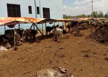 मरेका चौपाया व्यवस्थापन नहुँदा गौशाला दुर्गन्धित