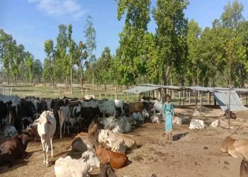गौशाला छ तर आहारा छैन
