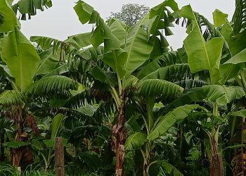 केराको हबको रुपमा विकास हुँदै टीकापुर