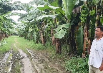 केरामा पानामा रोगको संक्रमण
