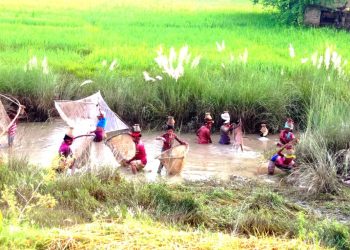 माछा तथा घोँगीको खोजीमा थारु महिलाहरुको दिनचर्या
