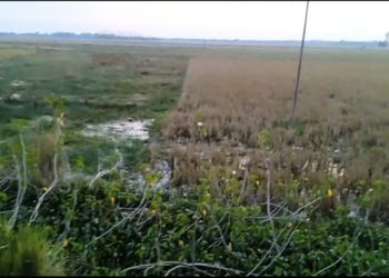 ऐतिहासिक महत्त्वको पुरैना तालको अस्तित्व संकटमा