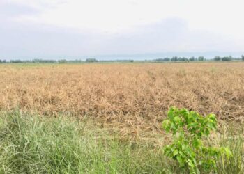 किसानले भित्र्याउन पाएनन् चैते धान