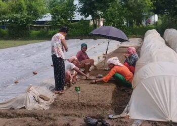 सहकारी मार्फत सामुहिक खेती विस्तार