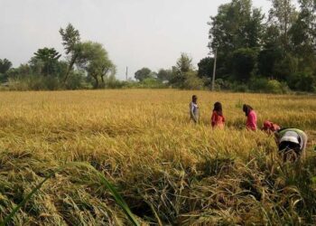 जानकी गाउँपालिले कृषकहरुलाई धान नकाट्न आग्रह