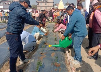 प्रेम दिवस पारेर गुलाब रोप्ने अभियान सुरु