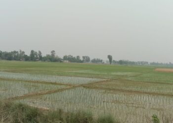 बर्सेनि बढ्दै चैते धानको आकर्षण