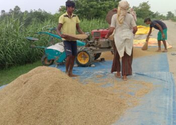 किसानलाई उत्पादन गरेको धान बिक्रि गर्न सास्ती