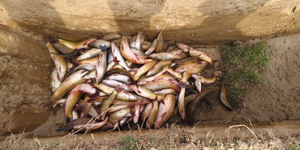 अवैध माछा बरामद गरी नष्ट