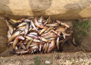 अवैध माछा बरामद गरी नष्ट