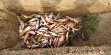 अवैध माछा बरामद गरी नष्ट