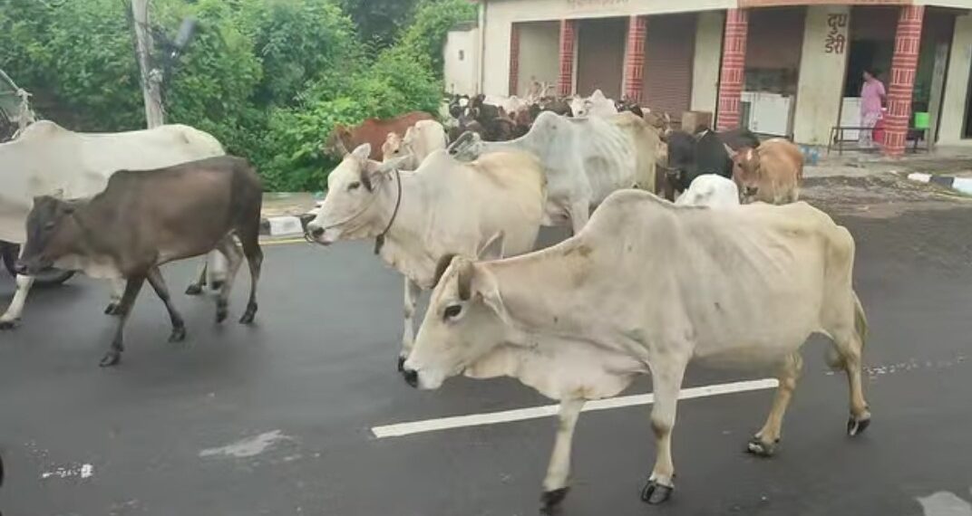बजारका चौपाया व्यवस्थापन गरिँदै