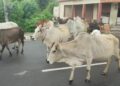 बजारका चौपाया व्यवस्थापन गरिँदै