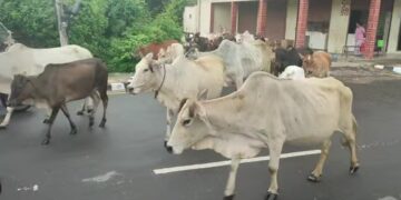 बजारका चौपाया व्यवस्थापन गरिँदै