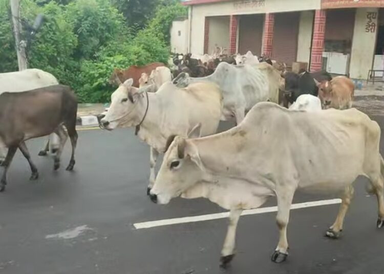 बजारका चौपाया व्यवस्थापन गरिँदै
